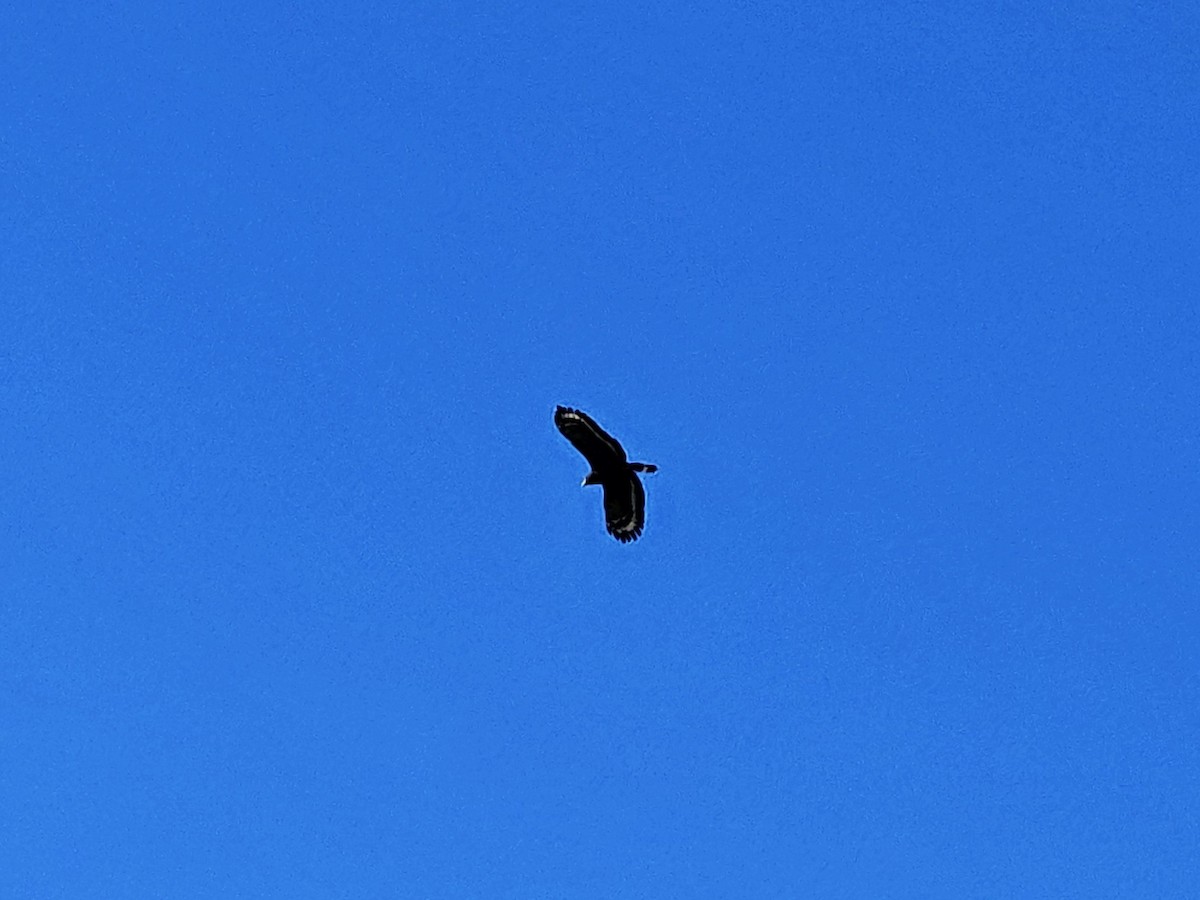 Crested Serpent-Eagle - ML642856355
