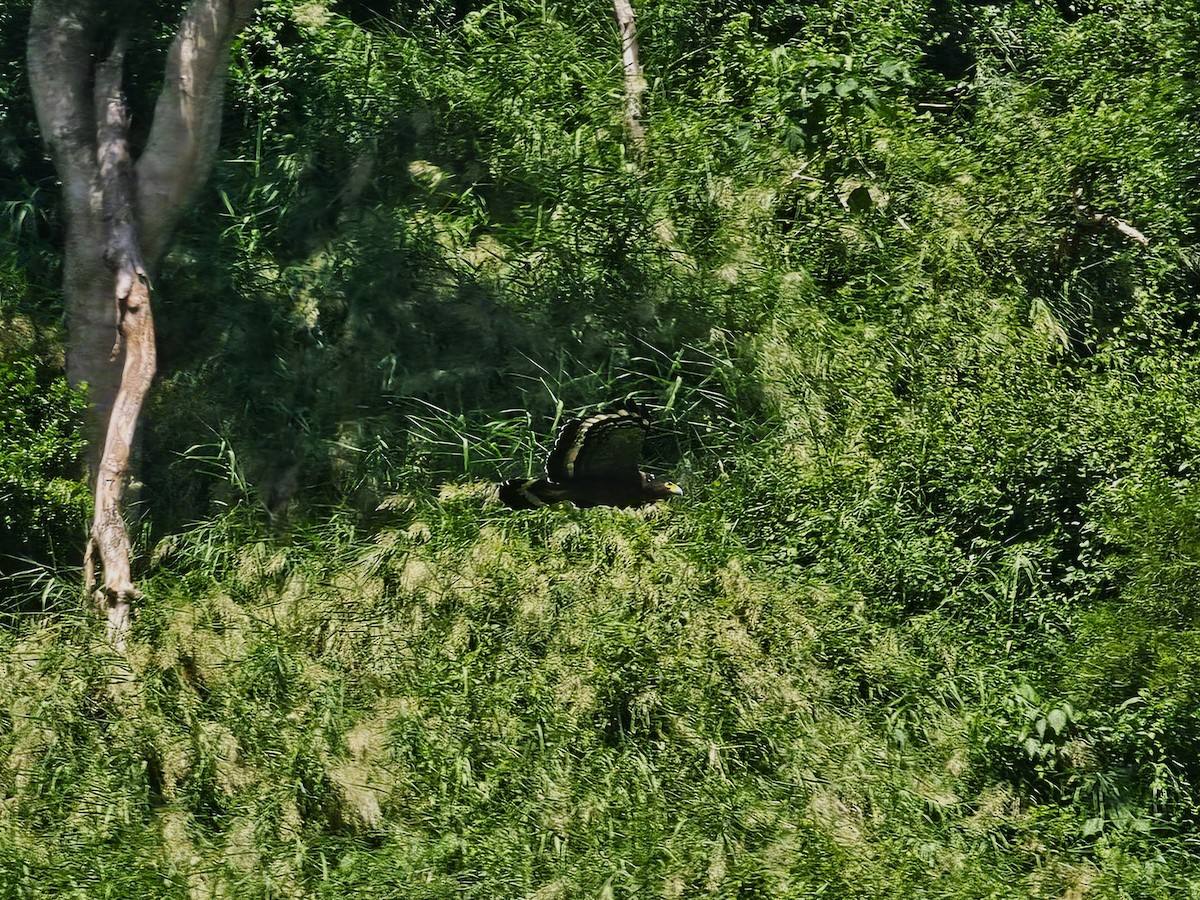 Crested Serpent-Eagle - ML642856356