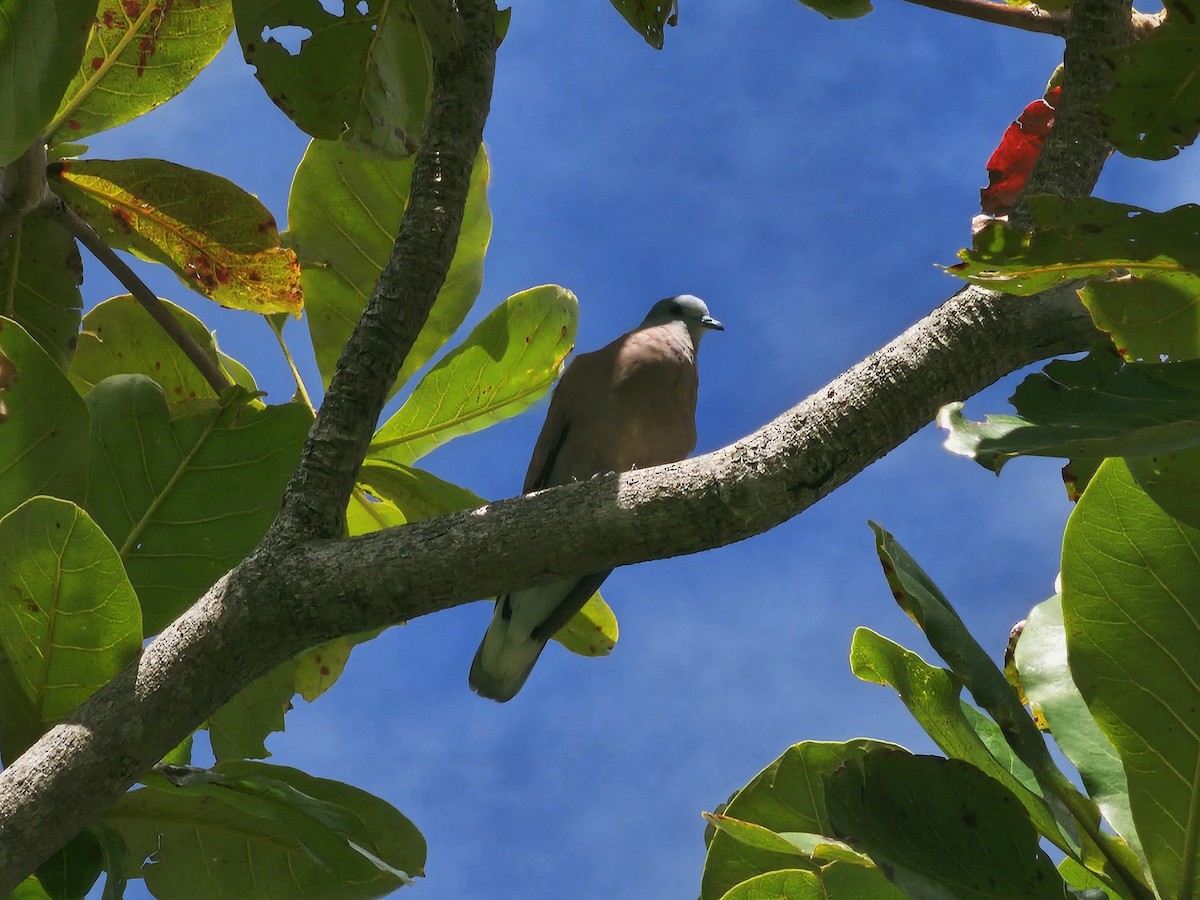 Red Collared-Dove - ML642856360