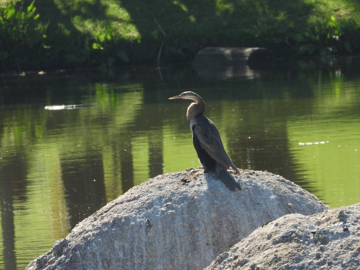 African Darter - ML642856361