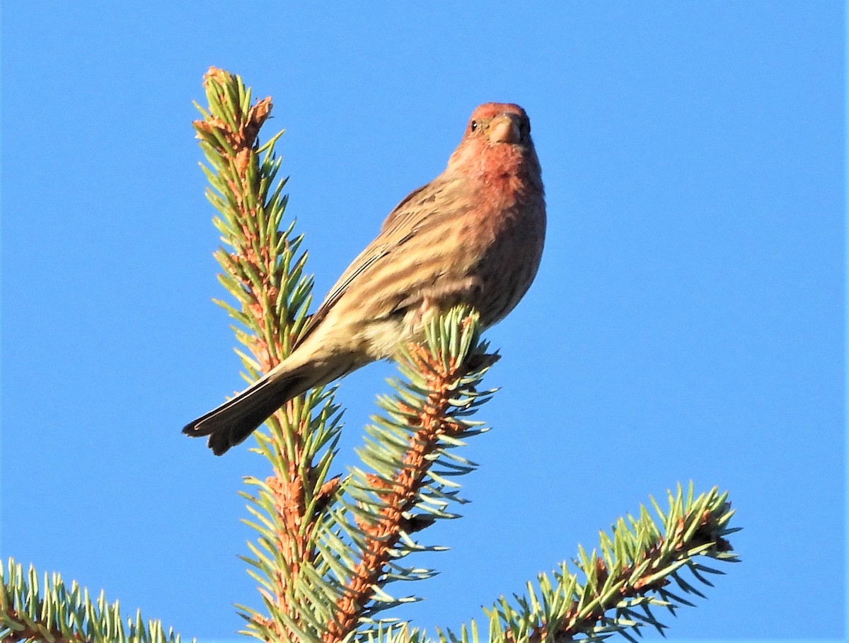 House Finch - ML642856362