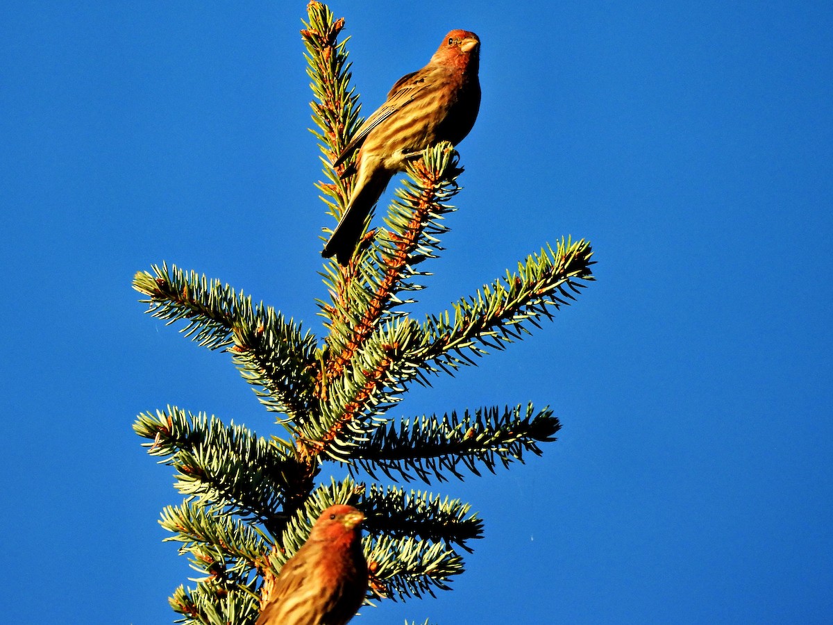House Finch - ML642856363