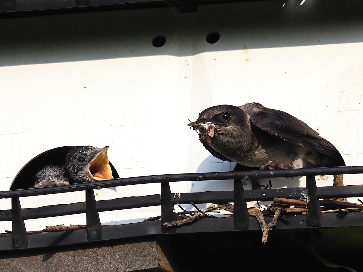 Purple Martin - ML642856364