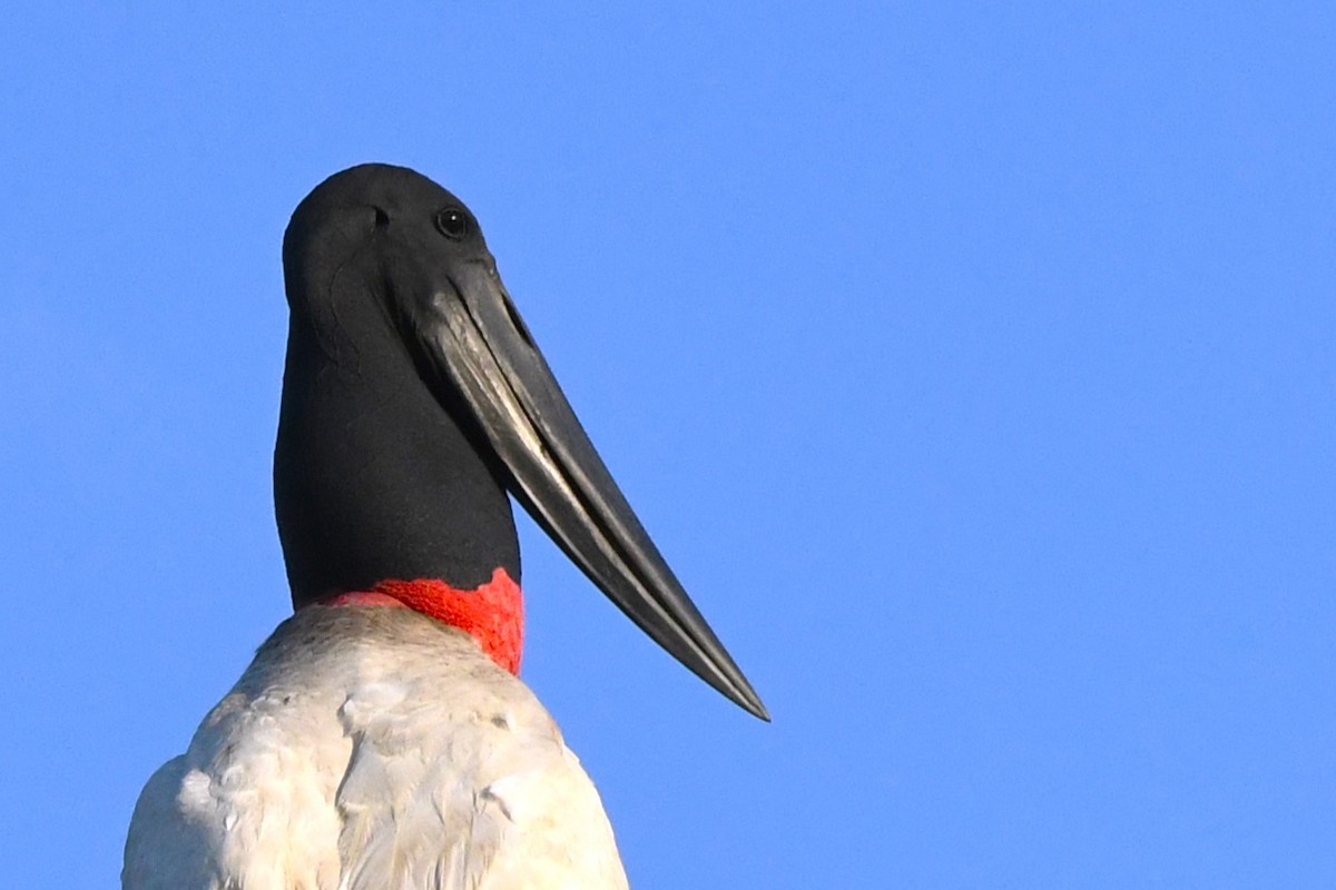 Jabiru - ML642856366