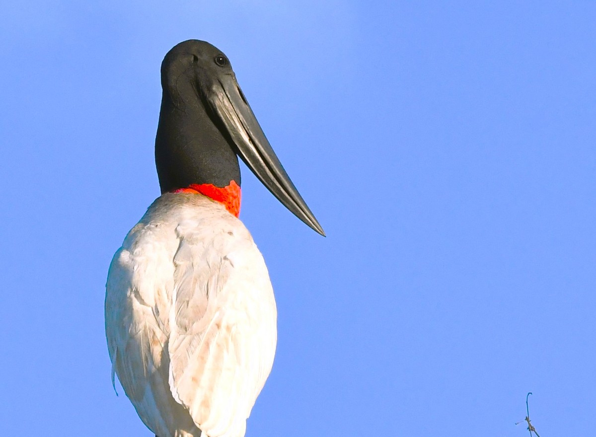 Jabiru - ML642856367