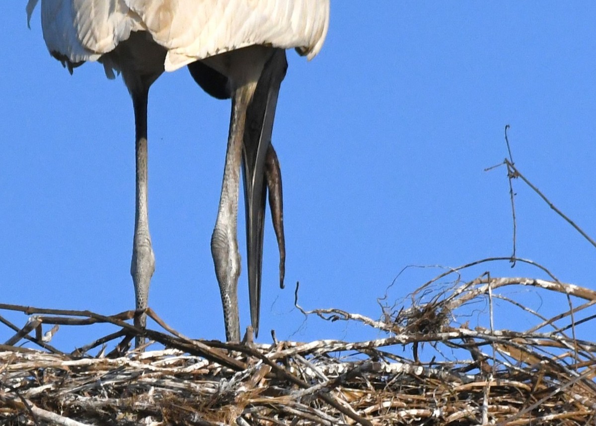 Jabiru - ML642856368