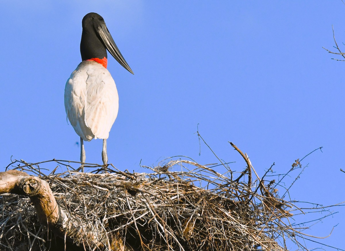 Jabiru - ML642856369