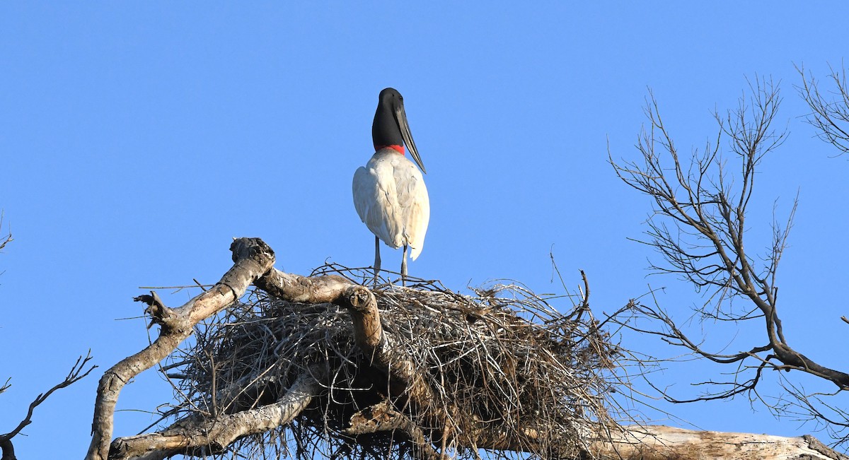 Jabiru - ML642856370