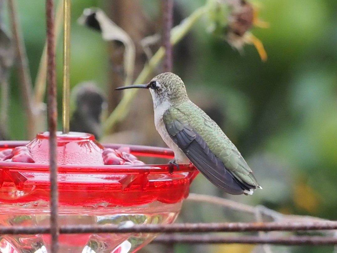Black-chinned Hummingbird - ML642856371