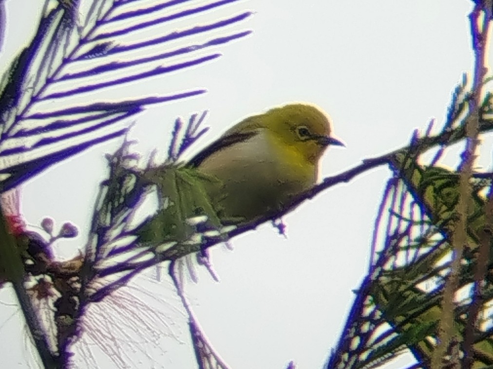 Warbling White-eye - ML642856372