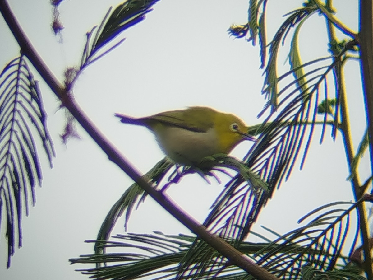 Warbling White-eye - ML642856373