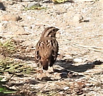 Song Sparrow - ML642856375