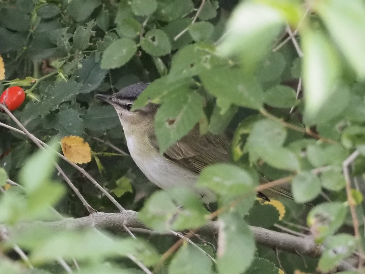 Red-eyed Vireo - ML642856376