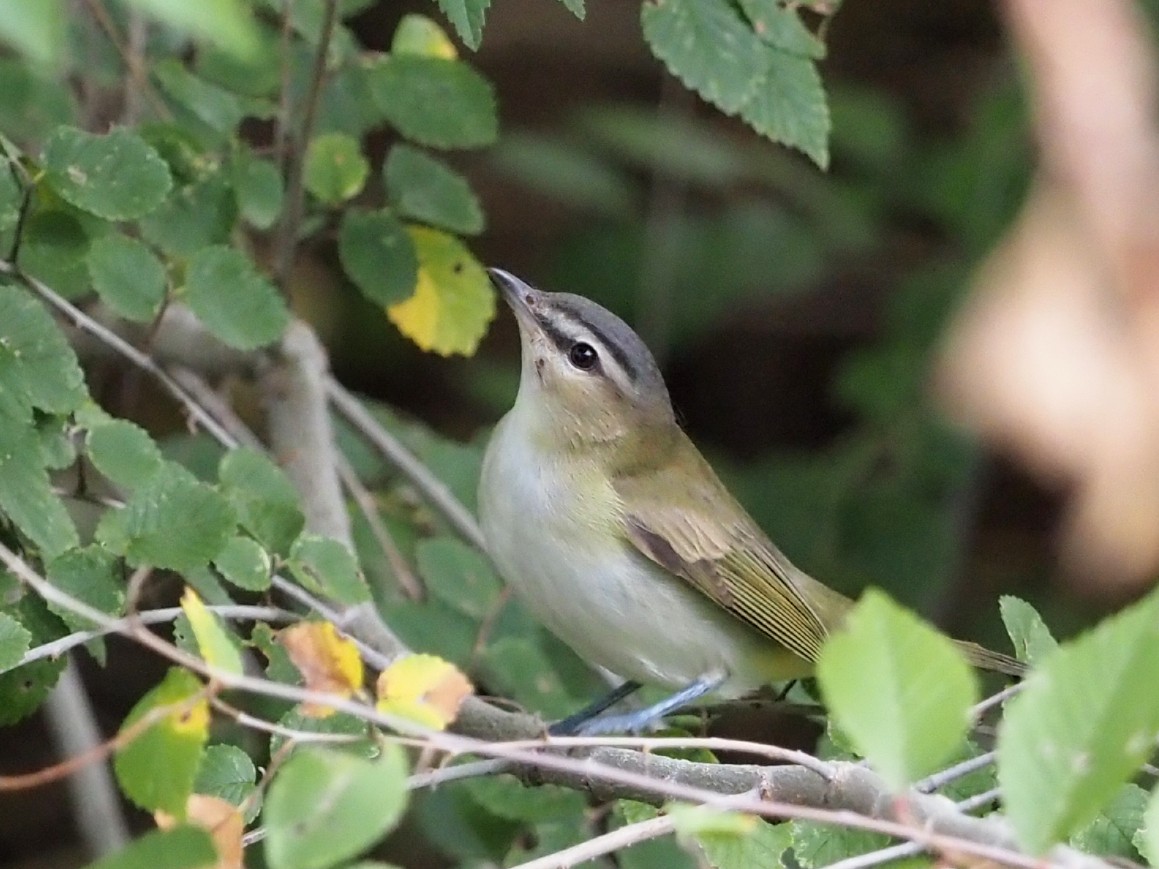 Red-eyed Vireo - ML642856377
