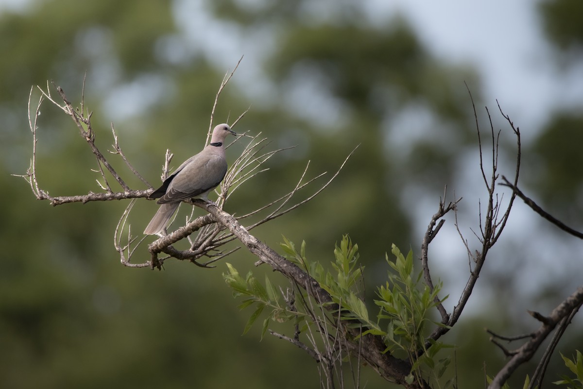 Ring-necked Dove - ML642856378
