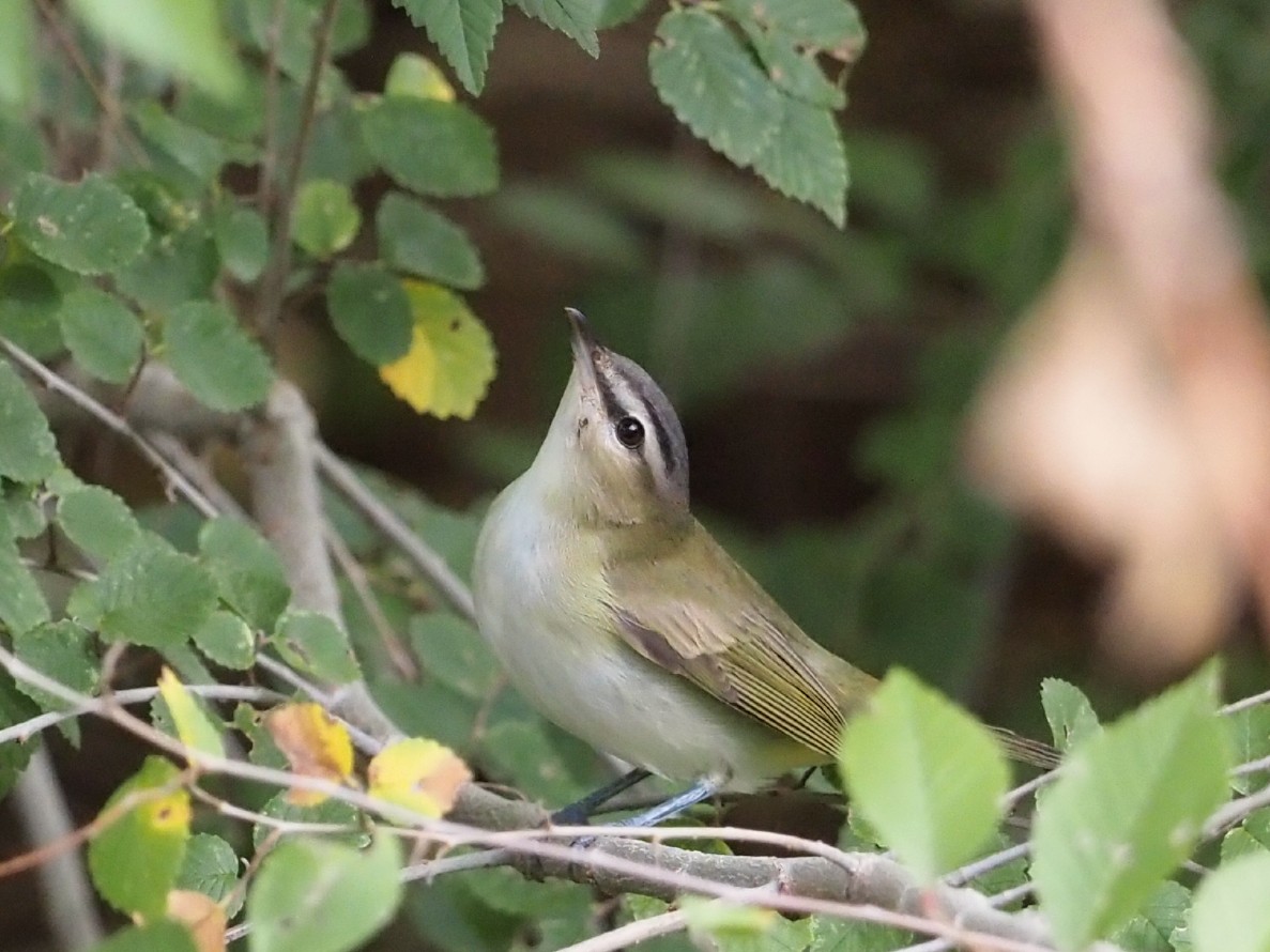 Red-eyed Vireo - ML642856379