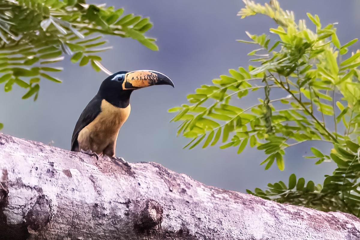 Lettered Aracari - ML642856380