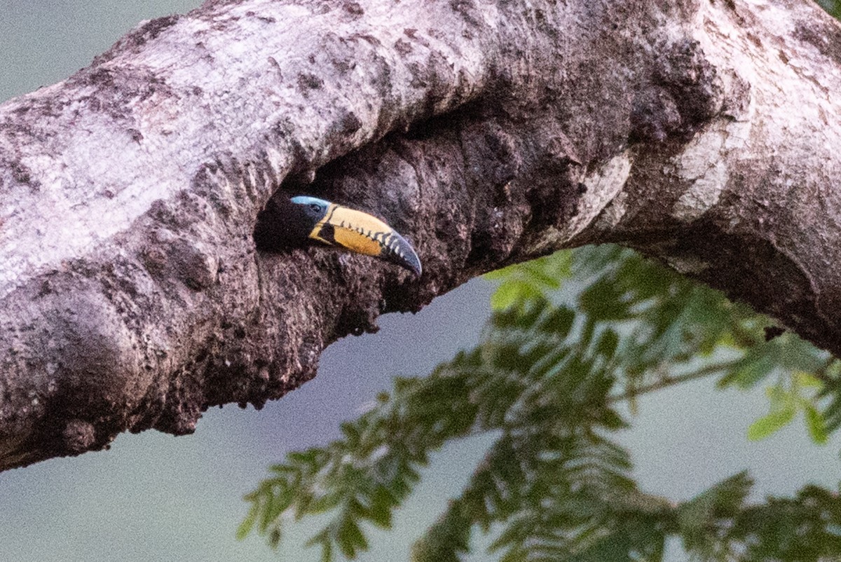 Lettered Aracari - ML642856381
