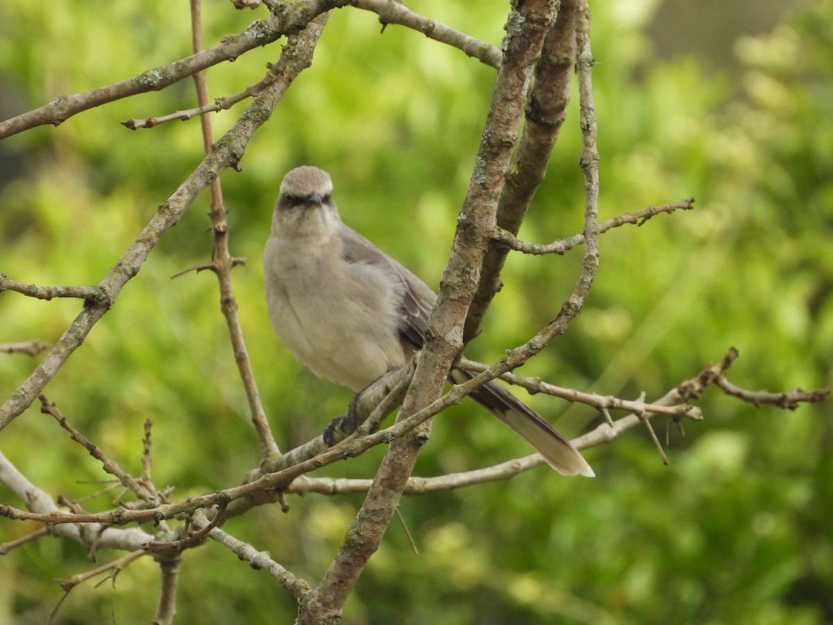 Tropical Mockingbird - ML642856383