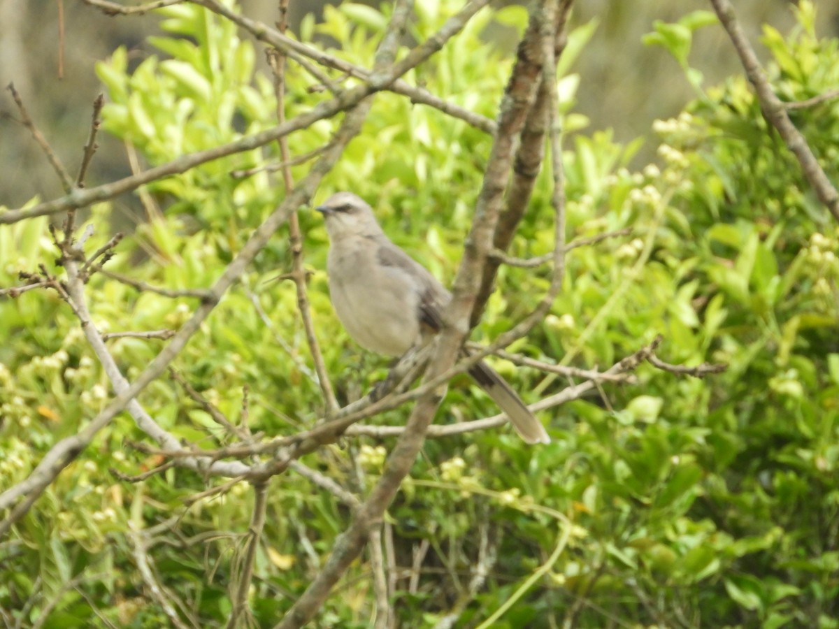 Tropical Mockingbird - ML642856384