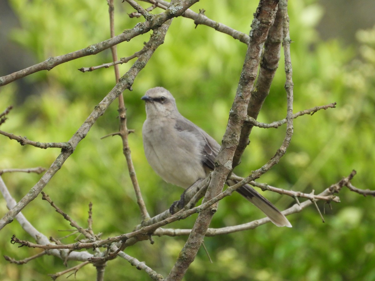 Tropical Mockingbird - ML642856385