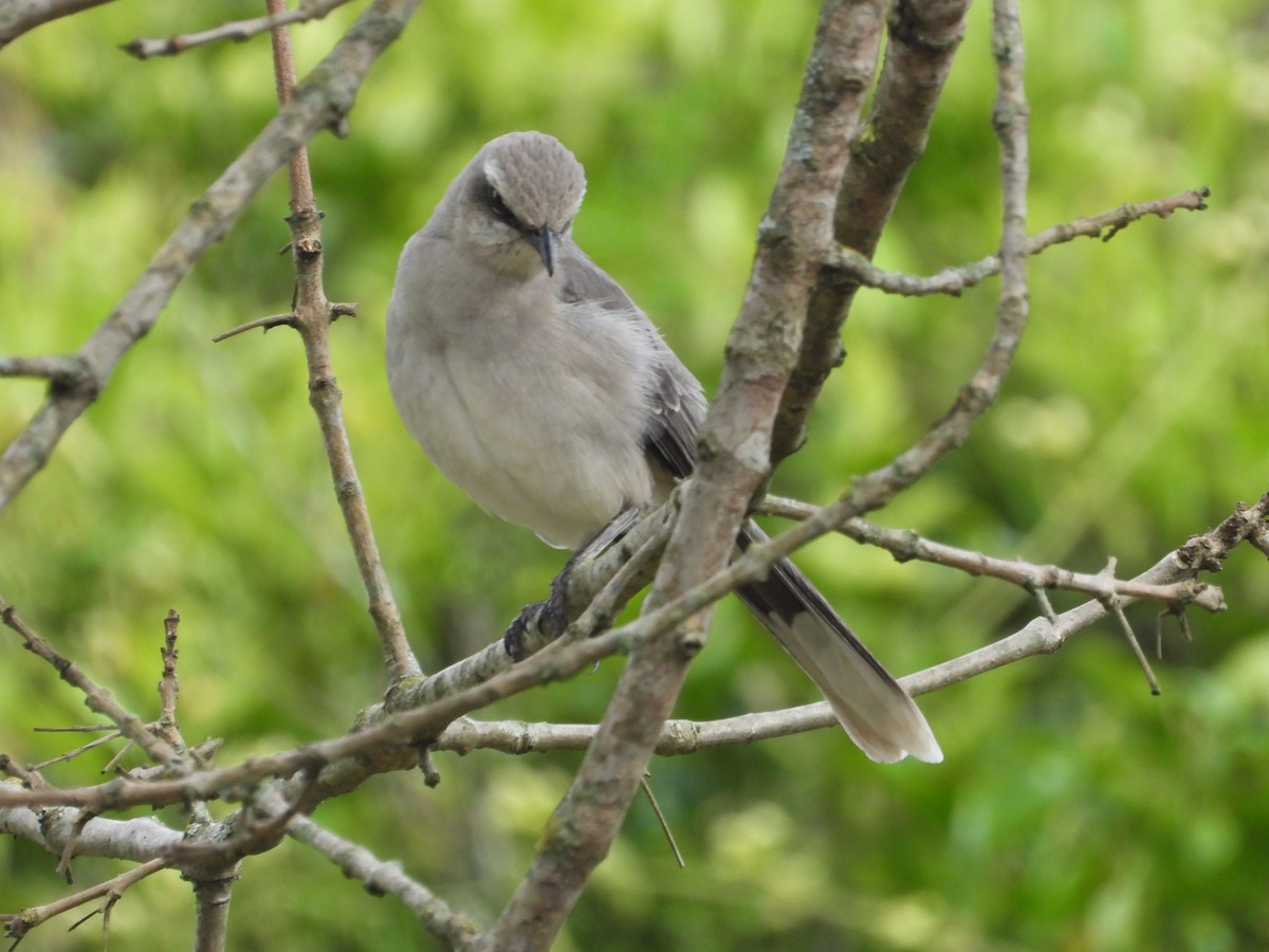 Tropical Mockingbird - ML642856386