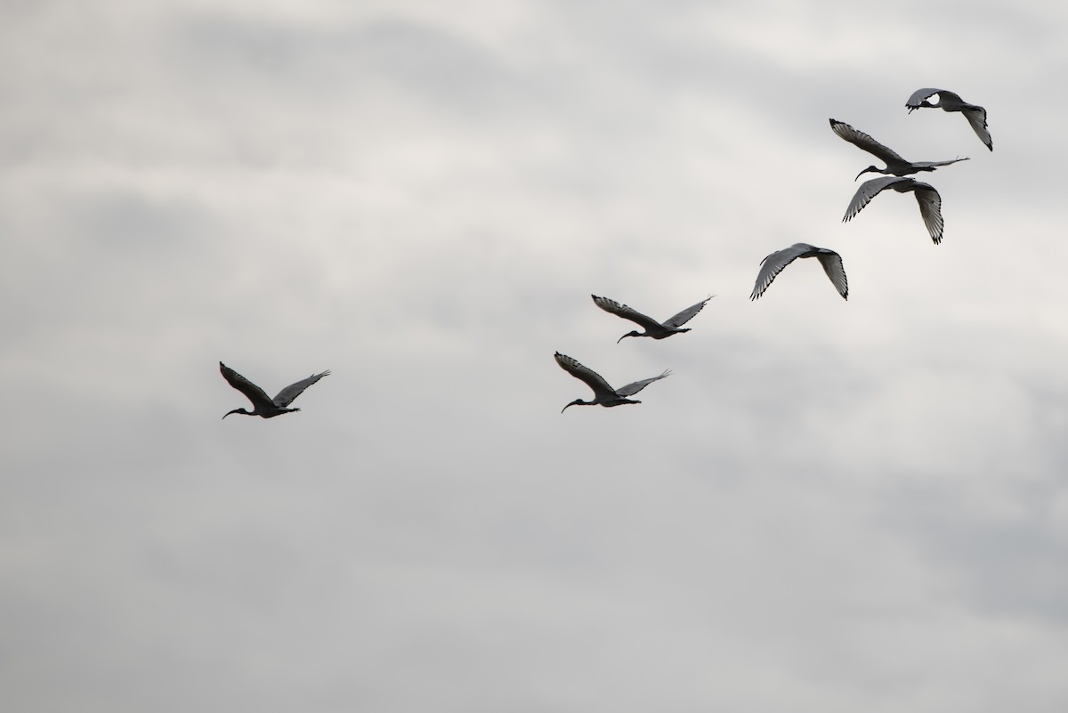 African Sacred Ibis - ML642856388