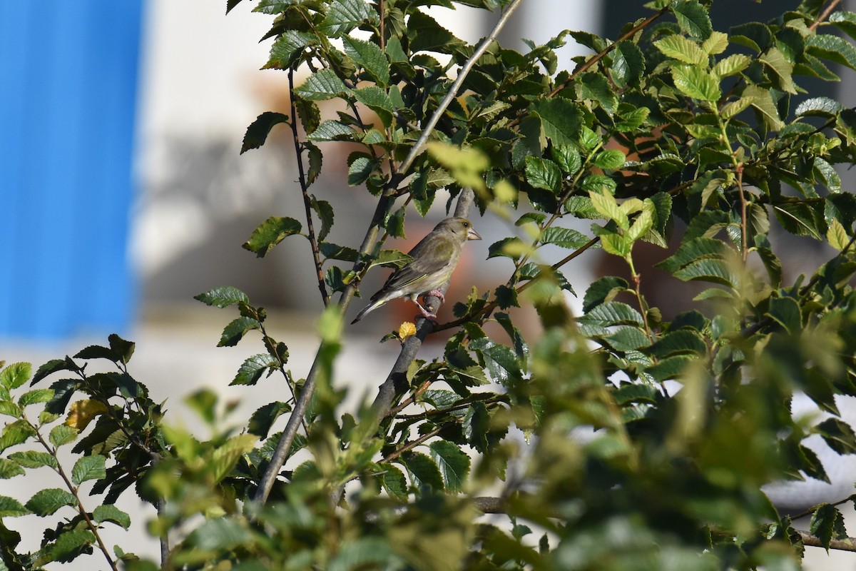 European Greenfinch - ML642856389