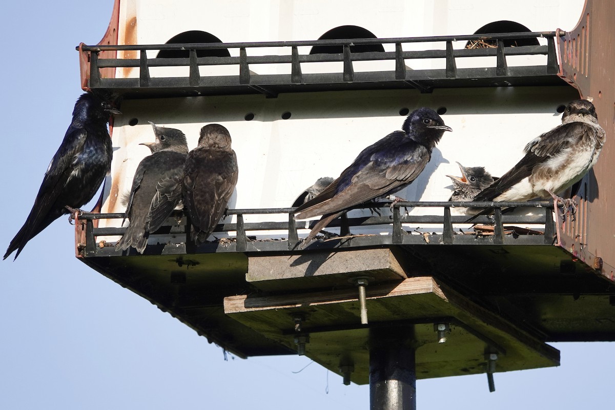 Purple Martin - ML642856393