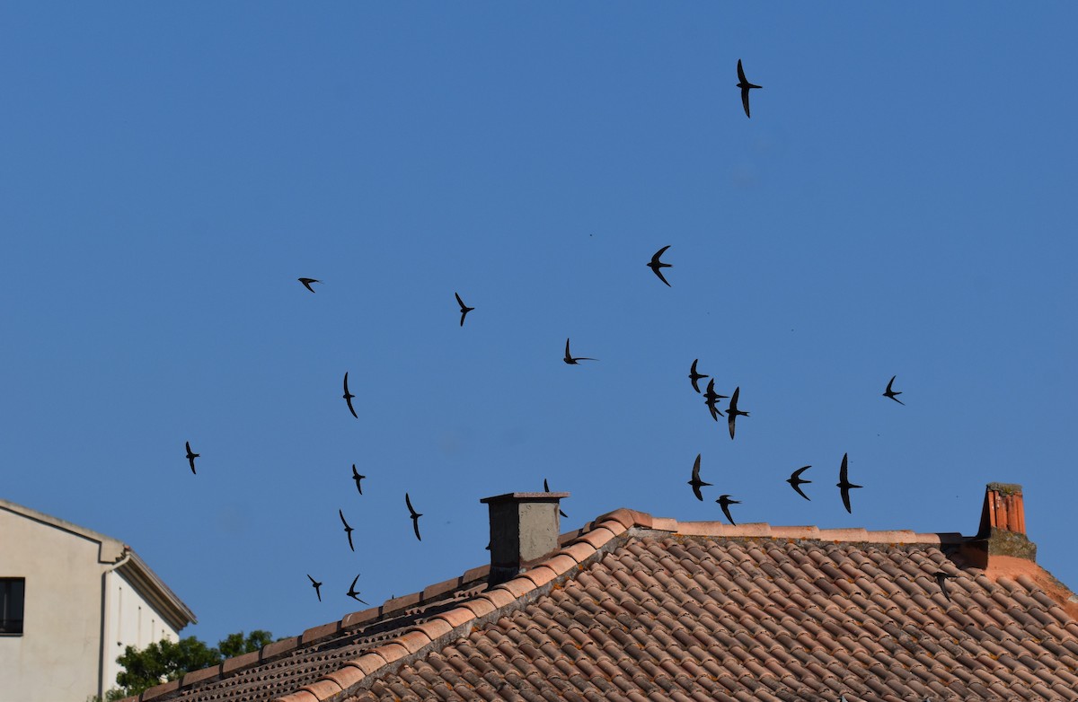 Common Swift - ML642856394