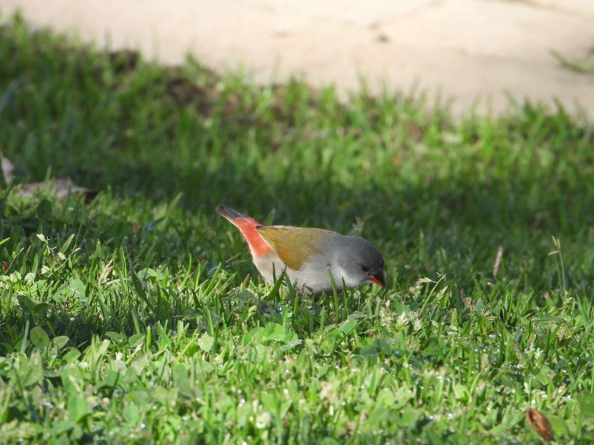 Swee Waxbill - ML642856401