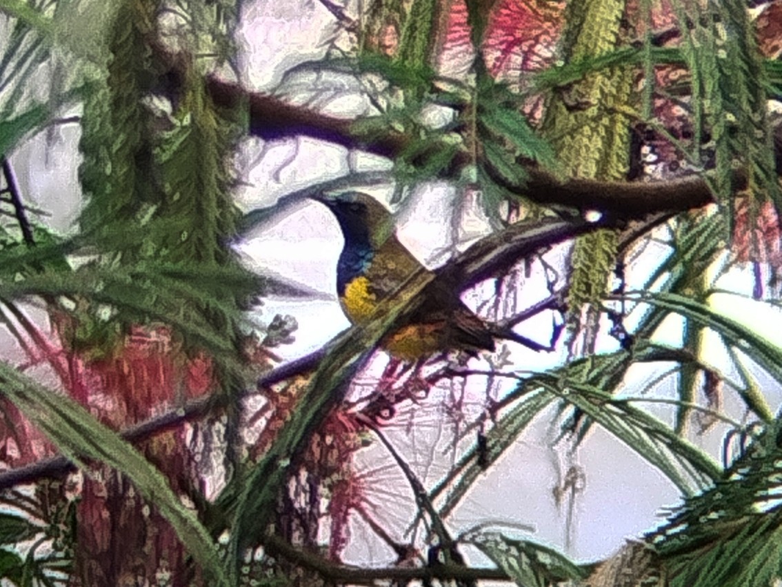 Ornate Sunbird - ML642856402