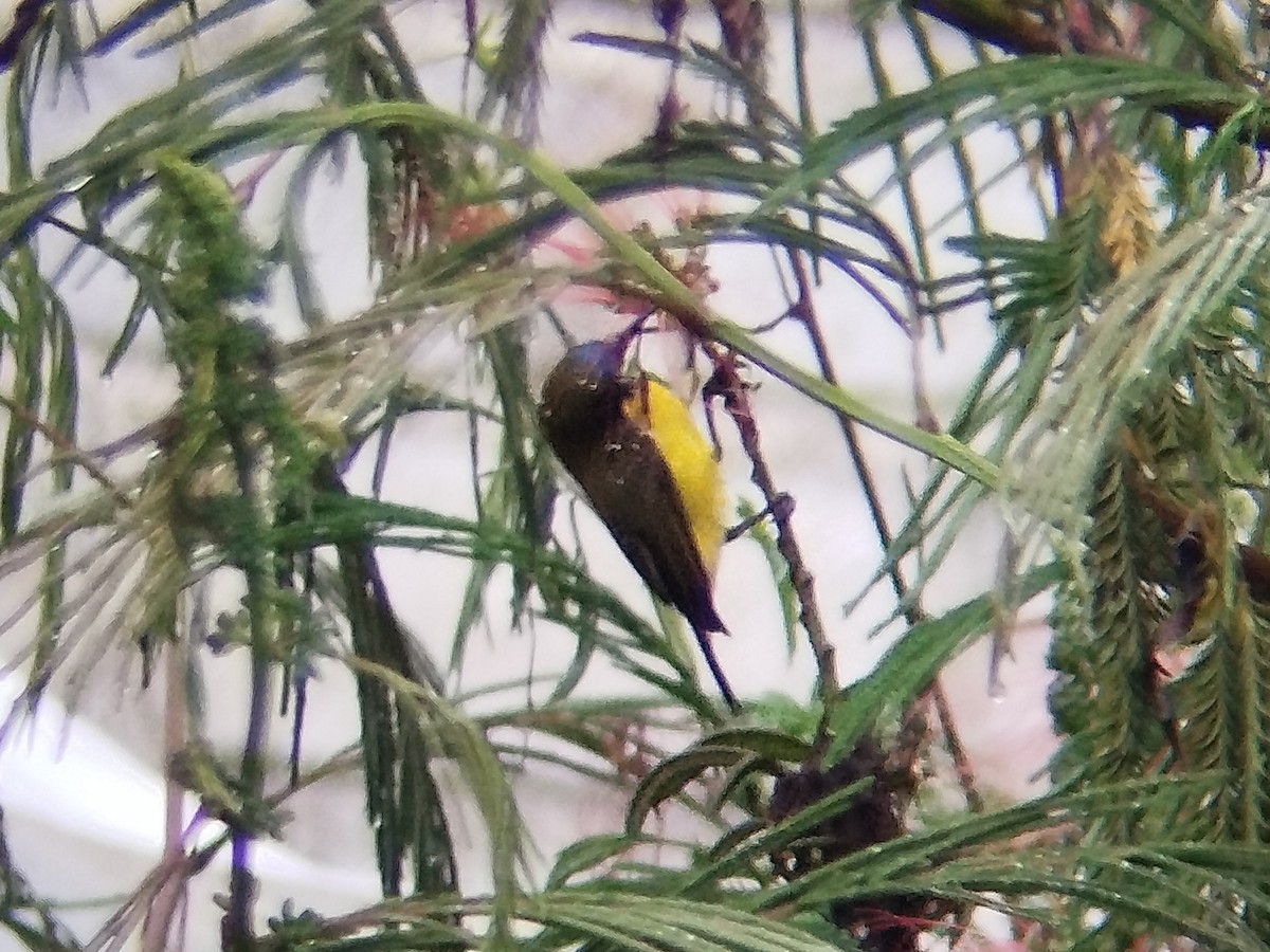Ornate Sunbird - ML642856403