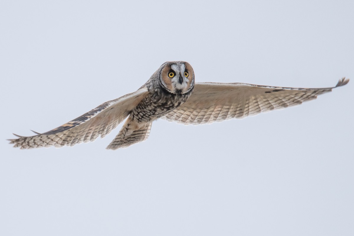 Long-eared Owl - ML642856417