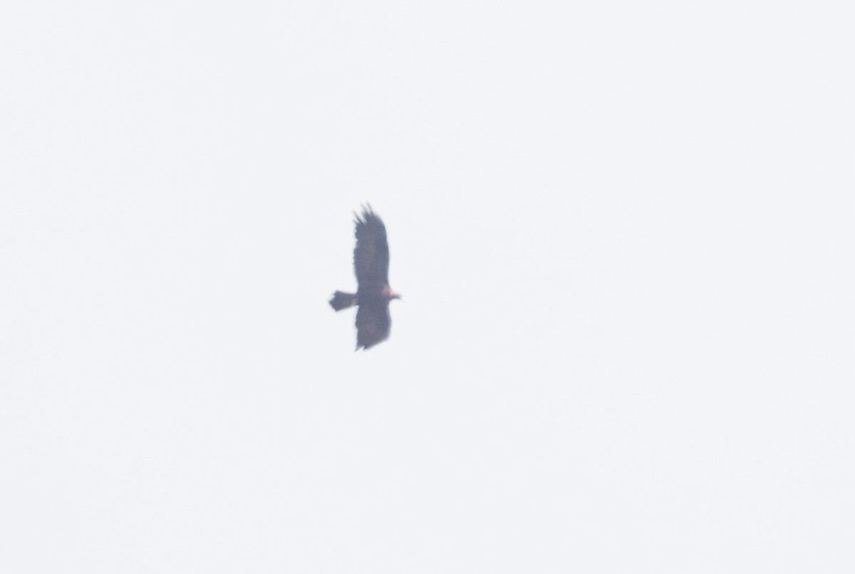 Aigle royal - ML642856424