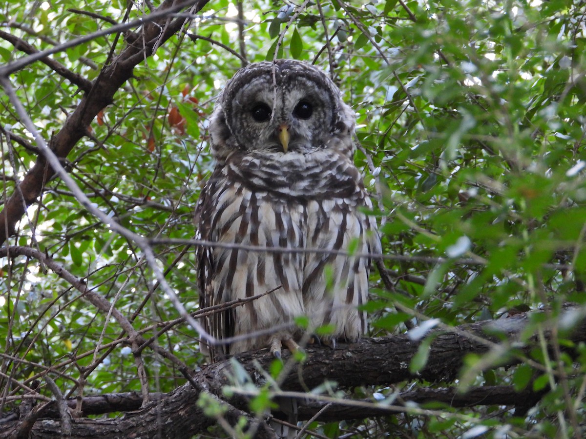 Barred Owl - ML642856425