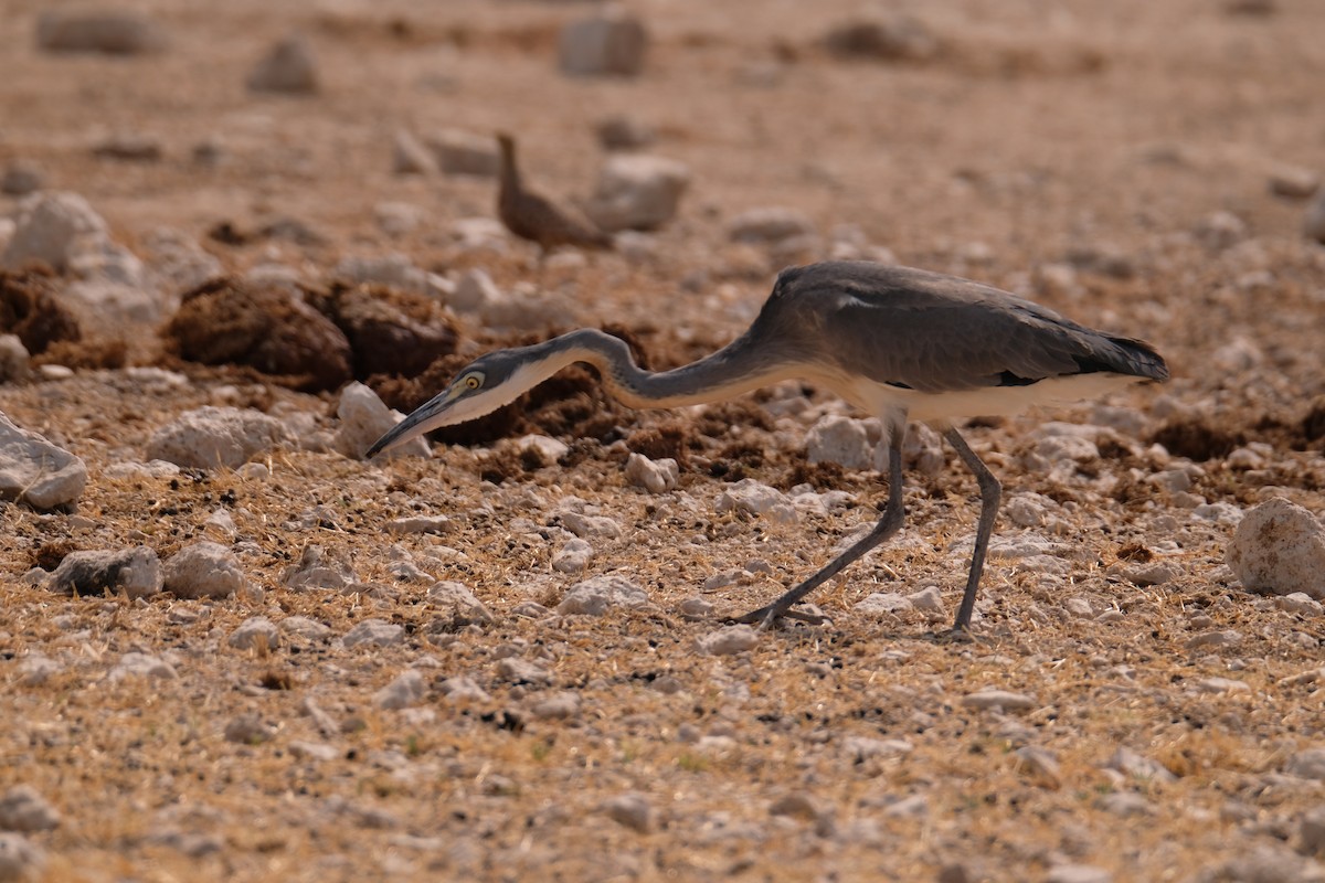 Black-headed Heron - ML642856430