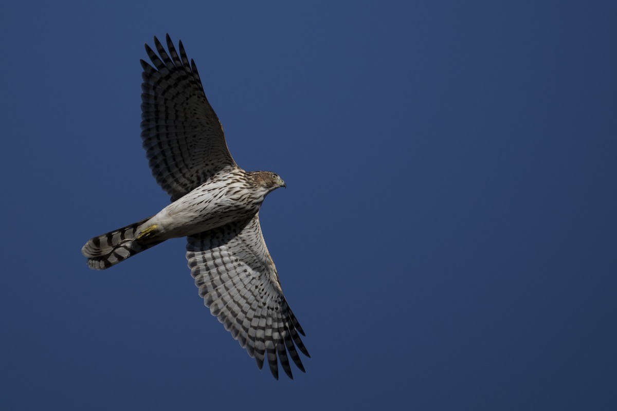 Cooper's Hawk - ML642856431