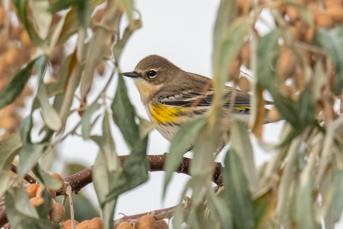 Yellow-rumped Warbler - ML642856441
