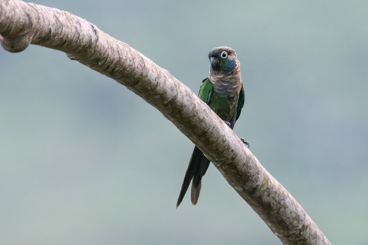 Pearly Parakeet (anerythra) - ML642856449