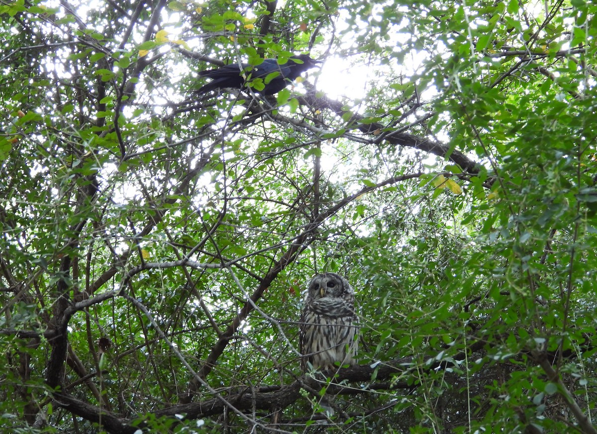 Barred Owl - ML642856450