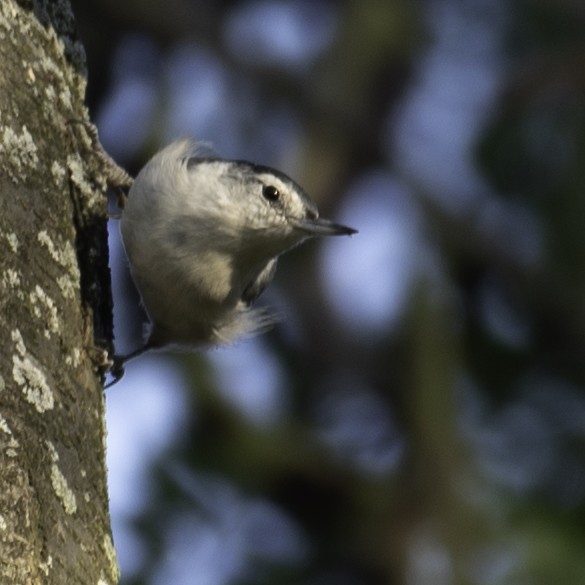 White-breasted Nuthatch - ML642856451
