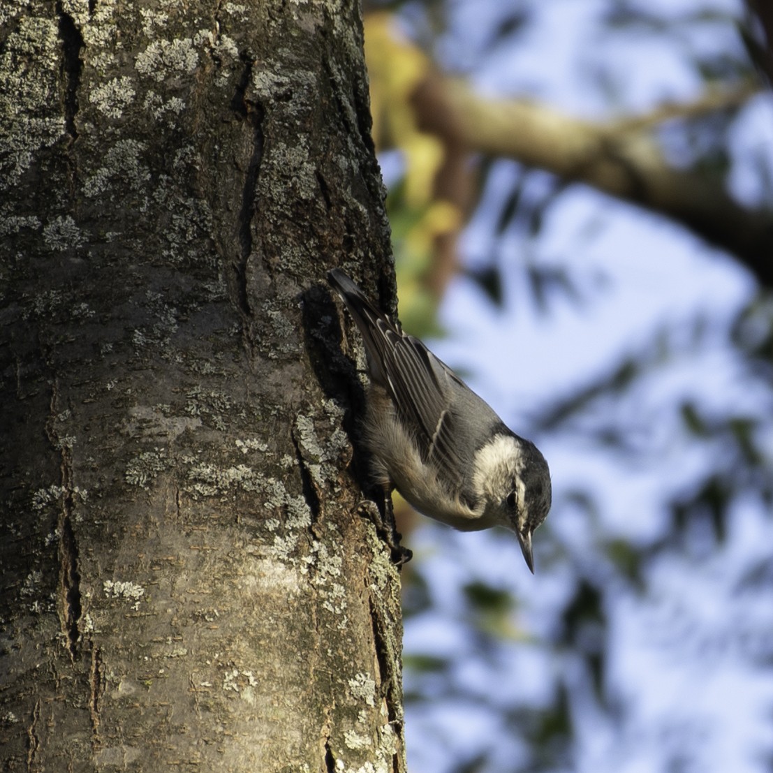 White-breasted Nuthatch - ML642856452