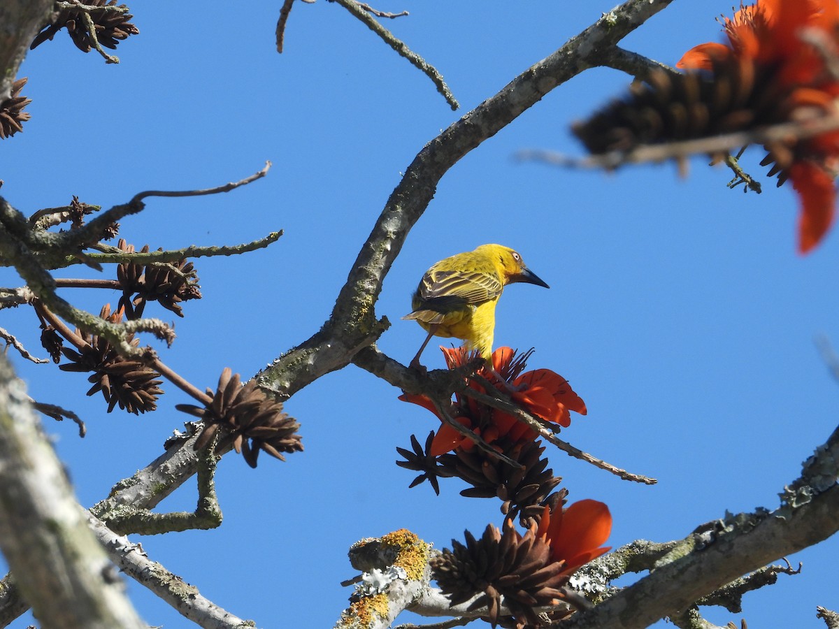Cape Weaver - ML642856453