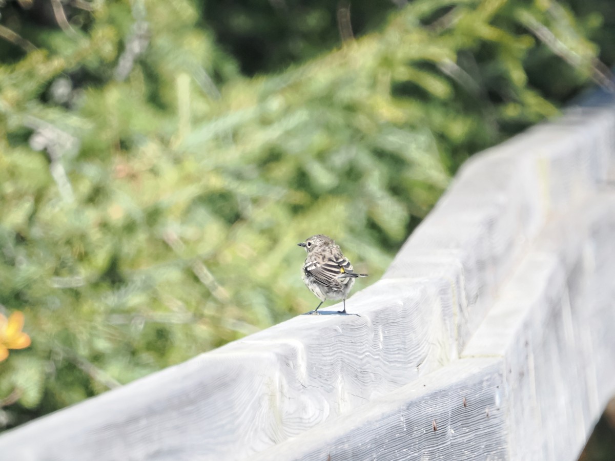 Yellow-rumped Warbler - ML642856454