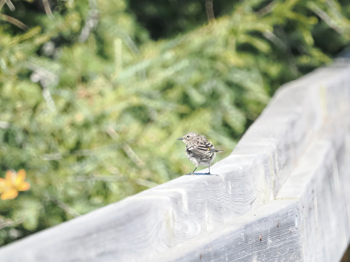 Yellow-rumped Warbler - ML642856455