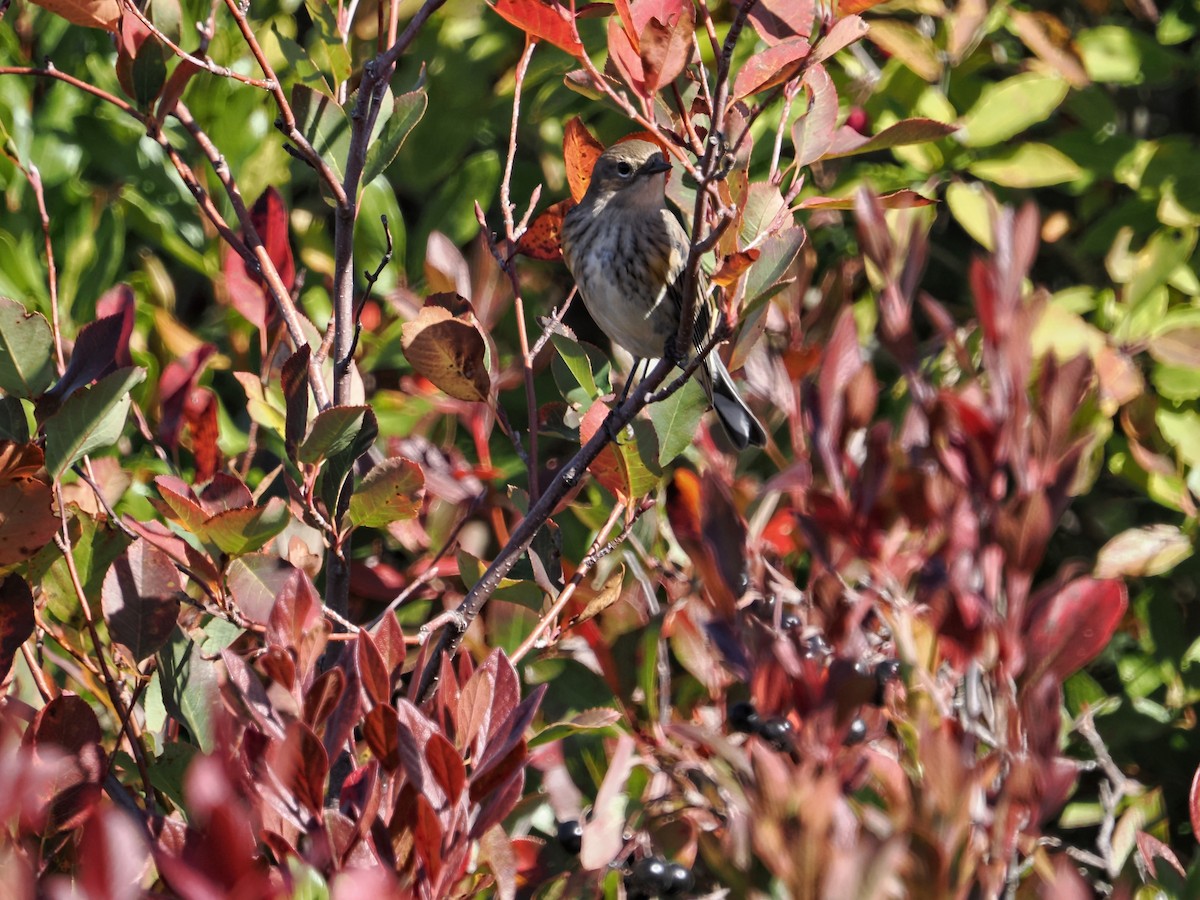 Yellow-rumped Warbler - ML642856457