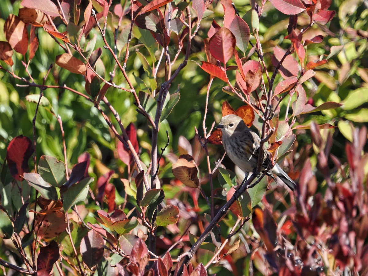 Yellow-rumped Warbler - ML642856458