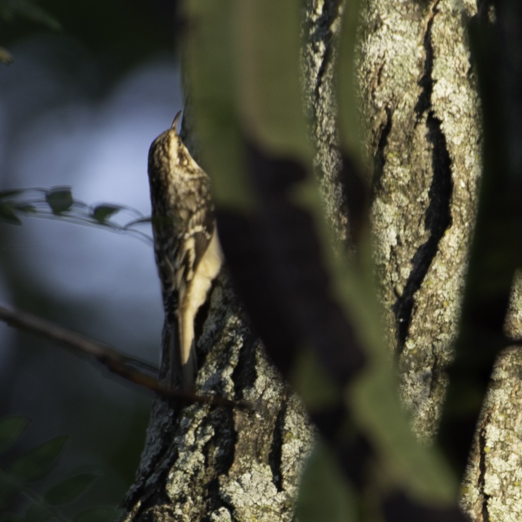 Brown Creeper - ML642856460