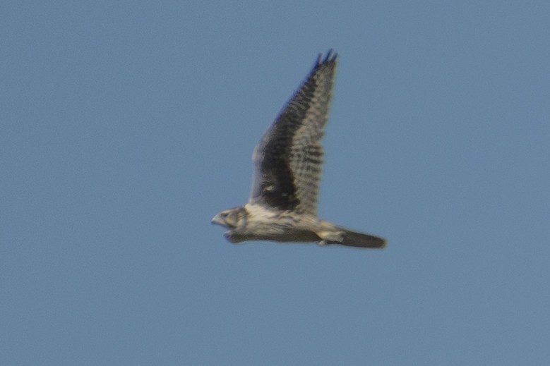 Prairie Falcon - ML642856461
